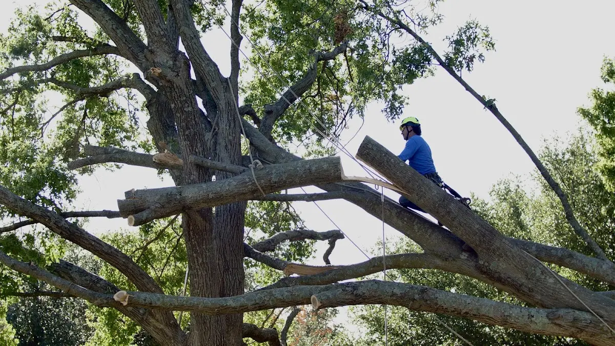 Professional Crown Thinning performed by certified arborists in Harrold